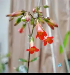 いーちゃん様 リクエスト 3点 まとめ商品