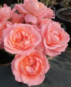 バラ苗(入手困難切り花種) 超激レア種