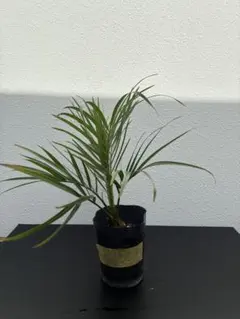 沖縄産】フェニックス ロベレニー 13 観葉植物 ヤシ ドライガーデン