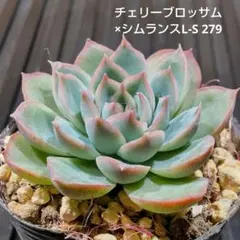 チェリーブロッサム × シムランスL-S 279 エケベリア 多肉植物 抜き苗