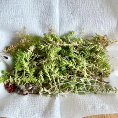 セダム グランドカバー 詰め合わせ セット 多肉植物