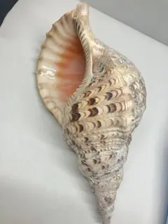 法螺貝　34cm 魔除け　インテリア 法螺貝 34cm 魔除け インテリア 法螺貝34cm 魔除けインテリア