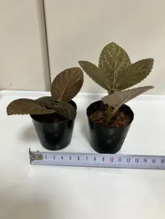 エピスシア クプレアタ ピンクヘブン M＆L ランナー付子株 Episcia