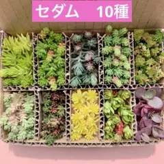 多肉植物　セダム　カット苗　10種　詰め合せ　寄せ植えセット　箱いっぱい