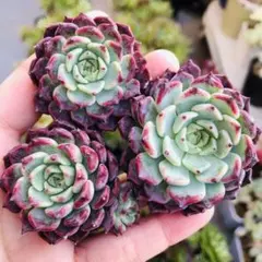 けいち様 リクエスト 2点 まとめ商品