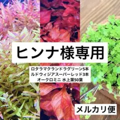 【ヒンナ様専用】水草3種セット 無農薬
