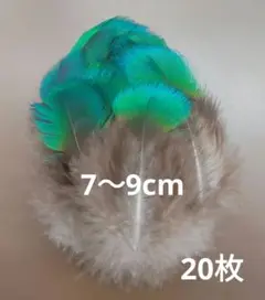 孔雀の羽根　胸羽根(青)　20枚