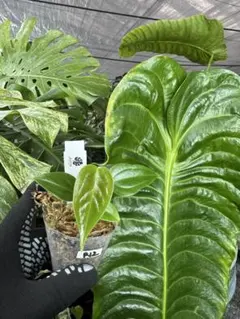 kten⭐︎様 リクエスト 2点 まとめ商品