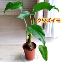 ヤマサキカズラ 発根済み 水草 植物 3節分 - メルカリ
