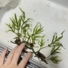 2025年最新】ミクロソリウム サラワクの人気アイテム - メルカリ