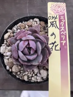 hiromi☆様 リクエスト 3点 まとめ商品