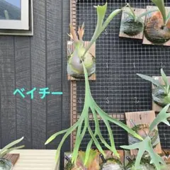 ビカクシダ ベイチー リサ、Veitchii Lisa胞子培養株 タッパごと全部