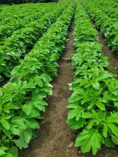 種生姜 在来マダレ生姜 4kg 千葉県産 農家直送 農薬未使用 - メルカリ