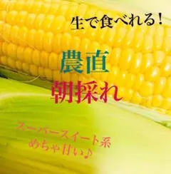 とうもろこし スーパースイート系　6本 +ブルーベリー箱込み400g