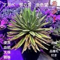 極上特選最高級株】かなり大きめのサンキング極上株① アガベ 極上株