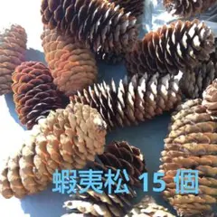 松ぼっくり、蝦夷松入荷、平均長57mm,平均径26mm 使いやすい15個セット