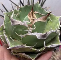 Agave elytra イランアガベ　Reza産　アガベ　エリトラ直子株 elytra イランアガベ Reza産 アガベ エリトラ※直子株 - メルカリ