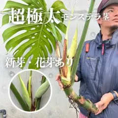 極太モンステラ 茎 トップ部分 親株写真あり - メルカリ