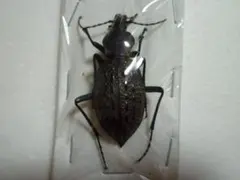 2026年最新】カブリモドキの人気アイテム - メルカリ