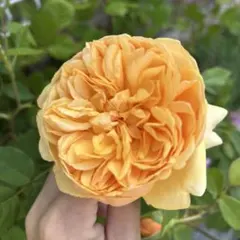 バラ苗　バラ挿し木苗　ブリン①