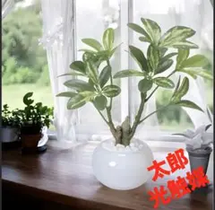 光触媒　人工観葉植物　ウォールグリーン　フェイクグリーン　シェフレラポットgpのサムネイル