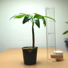 みっちんちゃん様 リクエスト 2点 まとめ商品