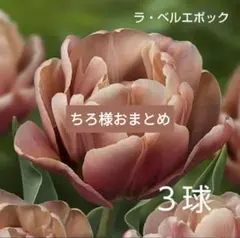 ちろ様おまとめ/ラベルエポック3球　チューリップ球根