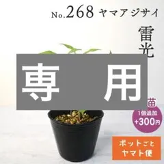 ポットごとヤマト便268】ヤマアジサイ 幼苗 雷光 山紫陽花 - メルカリ