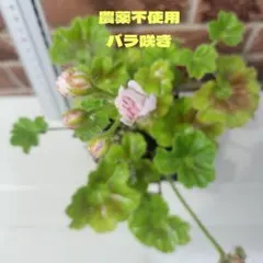 ♾️ゼラニウム エンゼルピンキー　バラ咲き　農薬不使用　籾殻　天然薬草発酵液付きのサムネイル