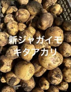 新じゃがいも　キタアカリのサムネイル