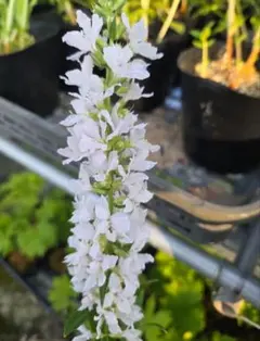 山野草 白花ミソハギ
