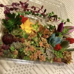 多肉植物アエオニウム等カット苗 モリモリ詰め合わせ