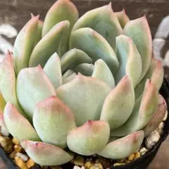 多肉植物 ラズベリーアイス③ - メルカリ