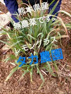 Nepali様 リクエスト 2点 まとめ商品