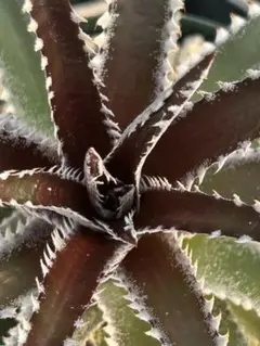ディッキア Dyckia Code NW-16 Bill Baker - メルカリ