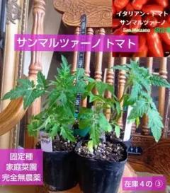 固定種✳️サンマルツァーノ　トマト✳️１苗