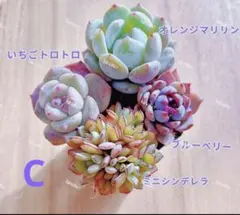 【レア品種】☆4種類☆多肉植物4苗セット 土・根付き C