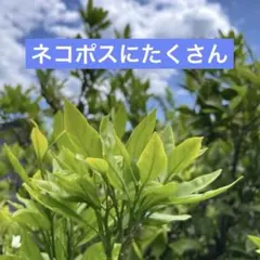 시즈오카 현산 완전 무농약 귤 잎