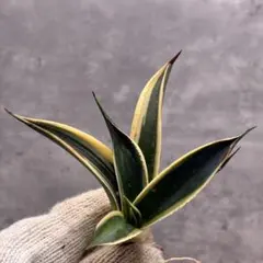 2025年最新】ブルーグロー錦の人気アイテム - メルカリ