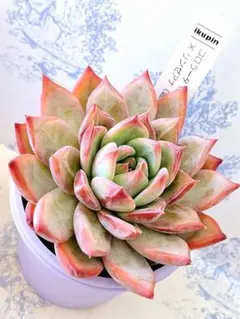 2025年最新】錦玉園 リンゼアナの人気アイテム - メルカリ