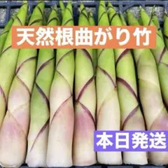 姫竹　ネマガリダケ　根曲がり竹　タケノコ　大自然の凛さん採取予定　その126