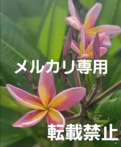 プルメリア　メタリカ②　長めのカット苗(挿し木用) 2026年最新】プルメリア苗木の人気アイテム - メルカリ
