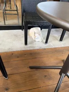 AM様専用すてきな奥さん 2026年 新春1月号付録付き