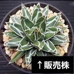 2026年最新】アガベ姫笹の雪の人気アイテム - メルカリ