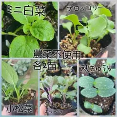 農薬不使用 野菜苗 セット 各2 計6株 家庭菜園 - メルカリ