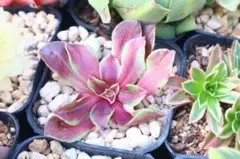 も*ち様 多肉植物　アエオニウム・花月夜