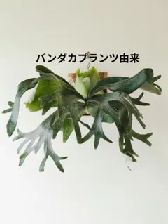2026年最新】シルキーホワイト ビカクシダの人気アイテム - メルカリ