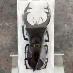 2025年最新】ヨーロッパミヤマ 標本の人気アイテム - メルカリ