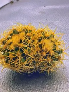 2025年最新】金鯱_の人気アイテム - メルカリ