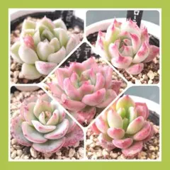 根付き エケベリア ５種類 抜き苗発送！Ｋ